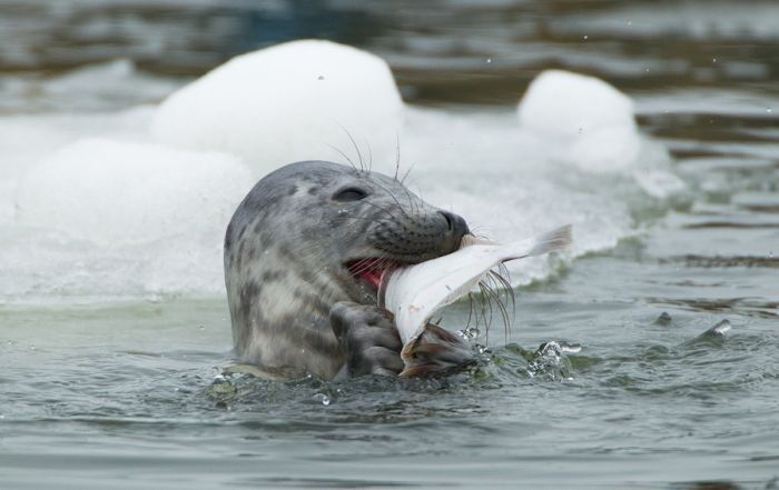 The Morning Routine of the City Seal (16 pics)