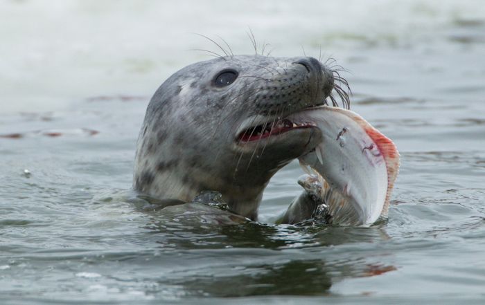 The Morning Routine of the City Seal (16 pics)