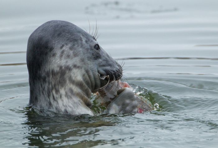 The Morning Routine of the City Seal (16 pics)