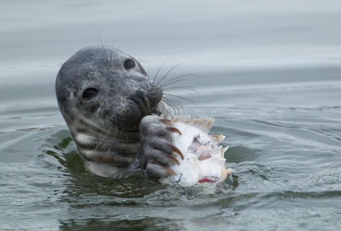 The Morning Routine of the City Seal (16 pics)