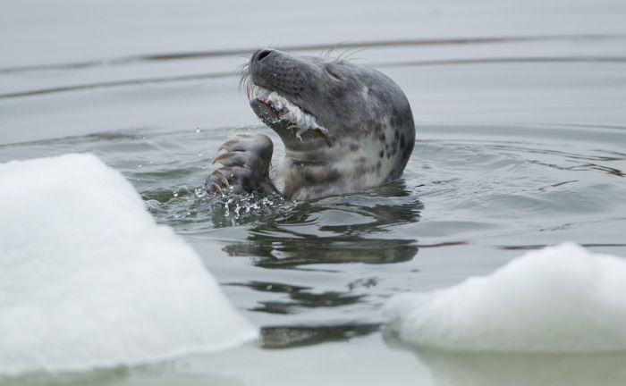 The Morning Routine of the City Seal (16 pics)