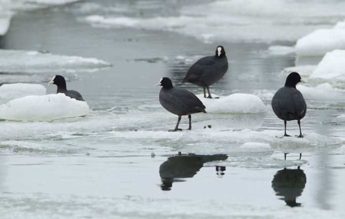 The Morning Routine of the City Seal (16 pics)