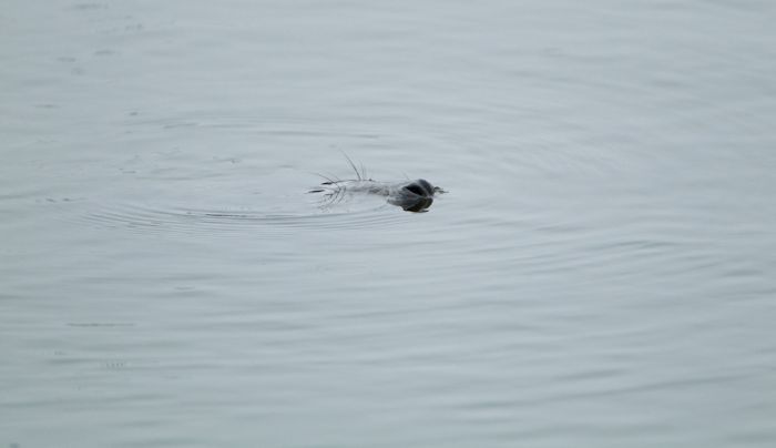 The Morning Routine of the City Seal (16 pics)