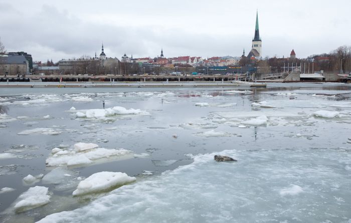 The Morning Routine of the City Seal (16 pics)