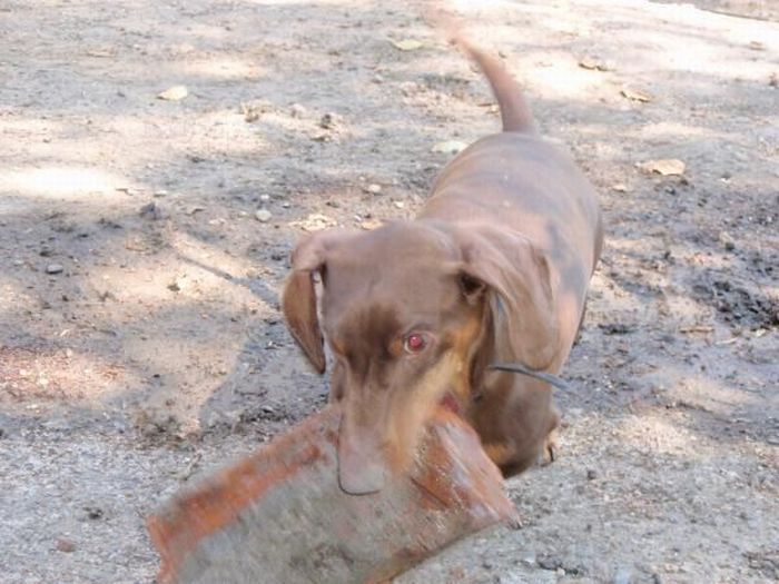 Strong Dachshund (18 pics)