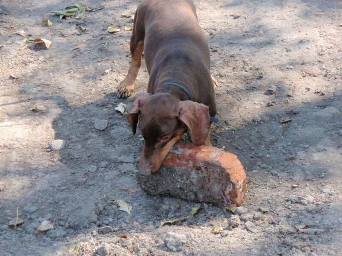 Strong Dachshund (18 pics)