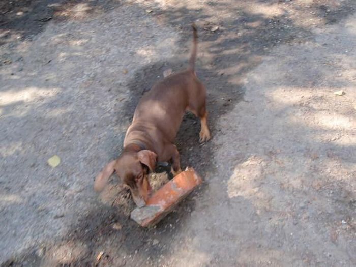 Strong Dachshund (18 pics)