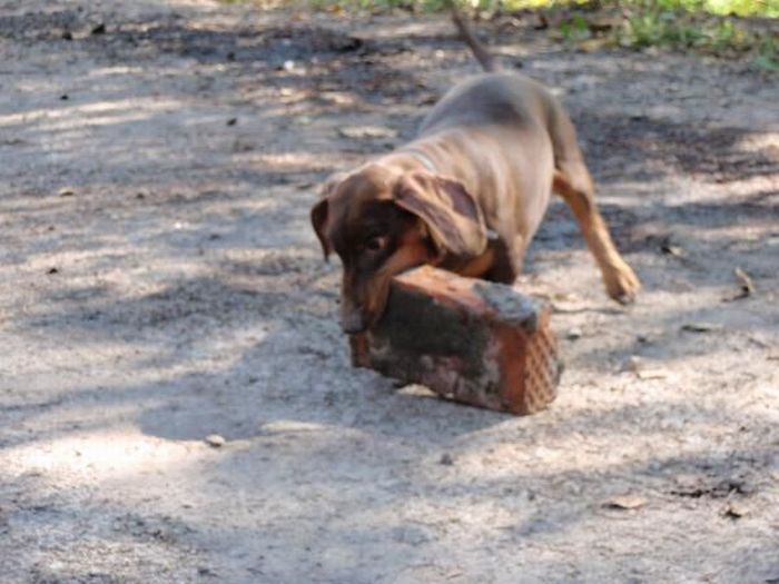 Strong Dachshund (18 pics)