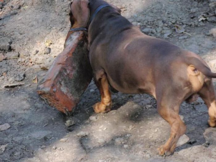 Strong Dachshund (18 pics)