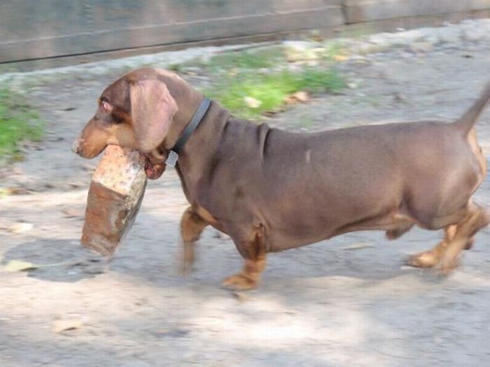 Strong Dachshund (18 pics)