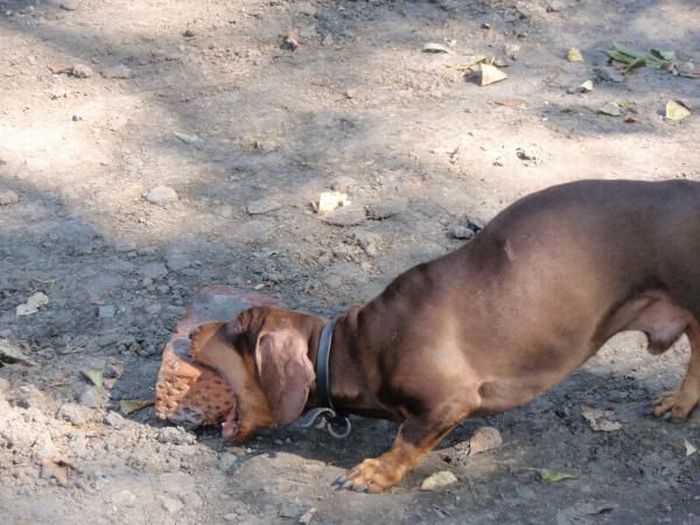 Strong Dachshund (18 pics)