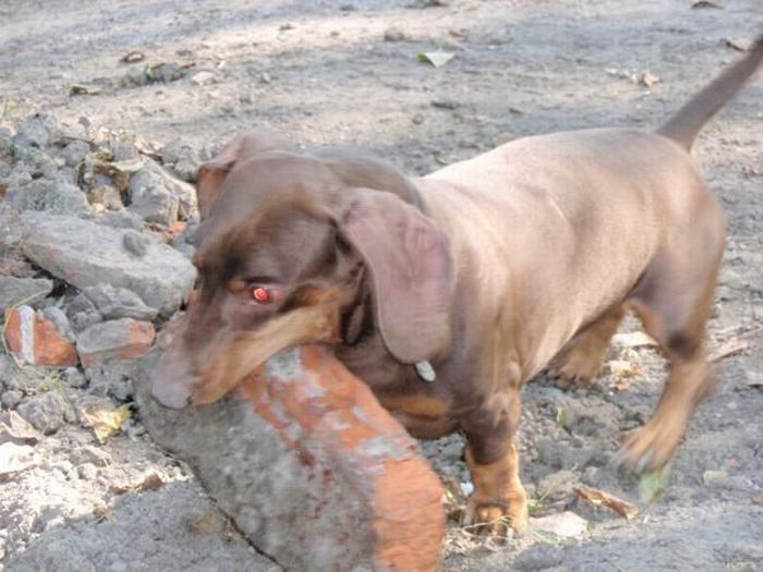 Strong Dachshund (18 pics)