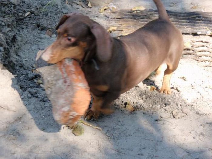 Strong Dachshund (18 pics)