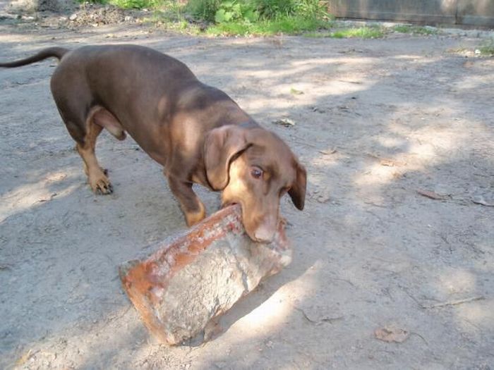 Strong Dachshund (18 pics)