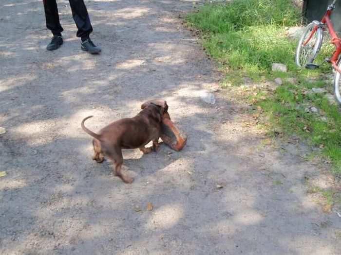 Strong Dachshund (18 pics)