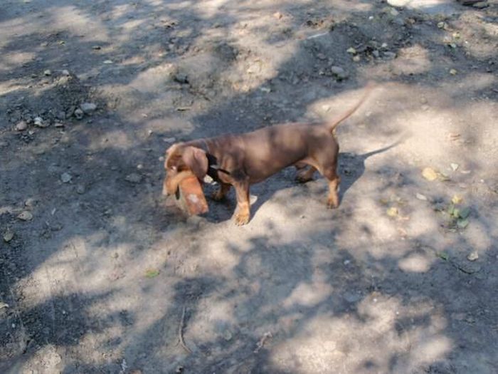 Strong Dachshund (18 pics)