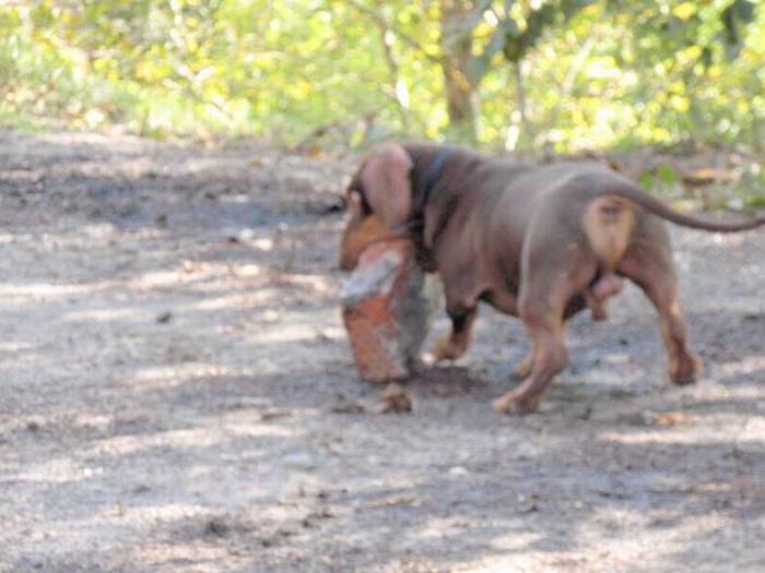 Strong Dachshund (18 pics)