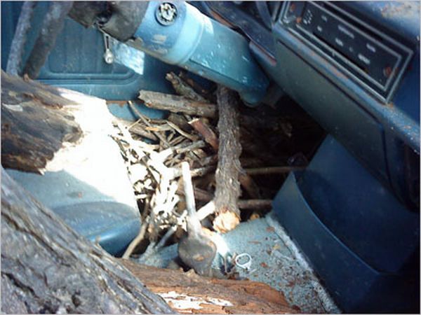 How to Cook Bacon on a Ford Pinto (29 pics)