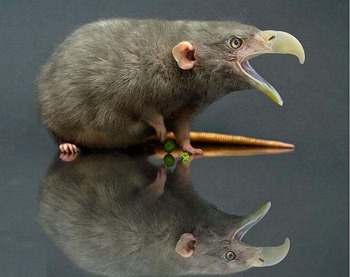 Acid Picdump (94 pics)