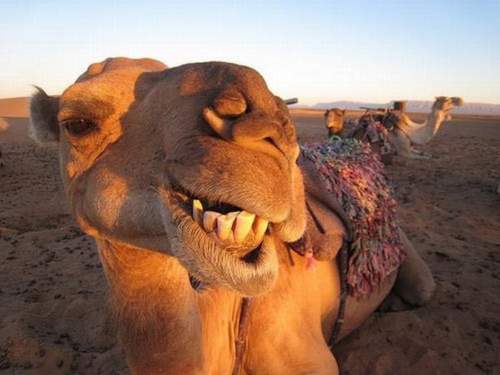 Acid Picdump (94 pics)