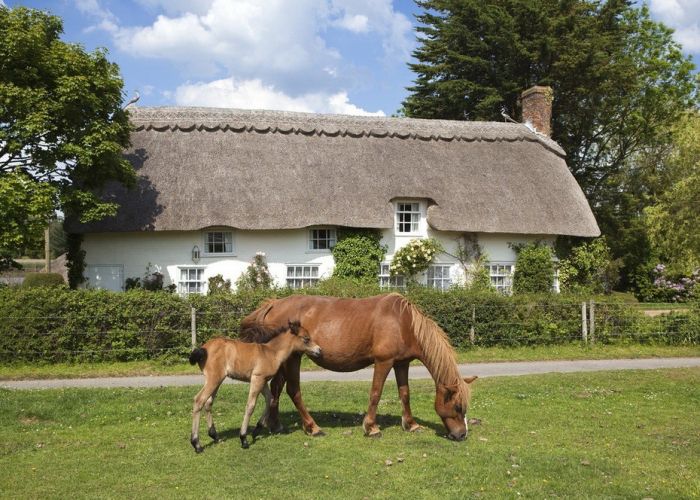 English Houses with Beautiful Roofs (55 pics)