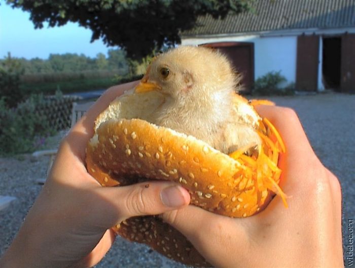 Food Photos (163 pics)