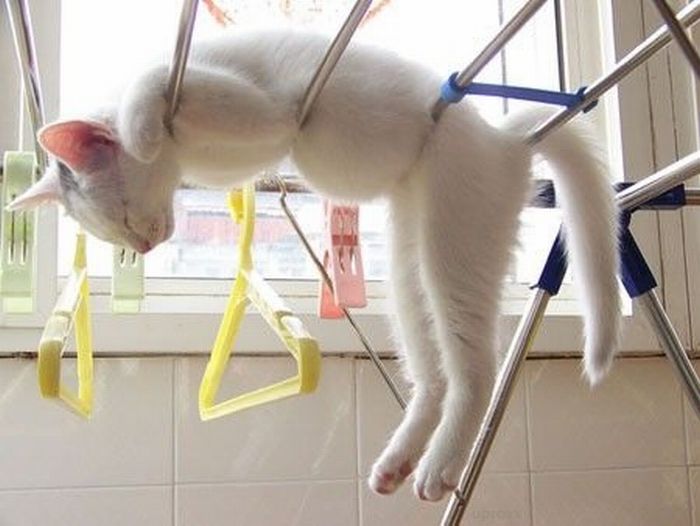Funny Poses of Chillin' Cats (47 pics)