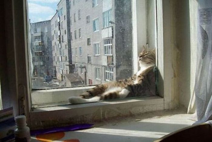 Funny Poses of Chillin' Cats (47 pics)