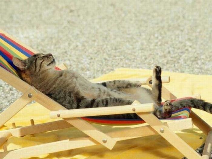 Funny Poses of Chillin' Cats (47 pics)