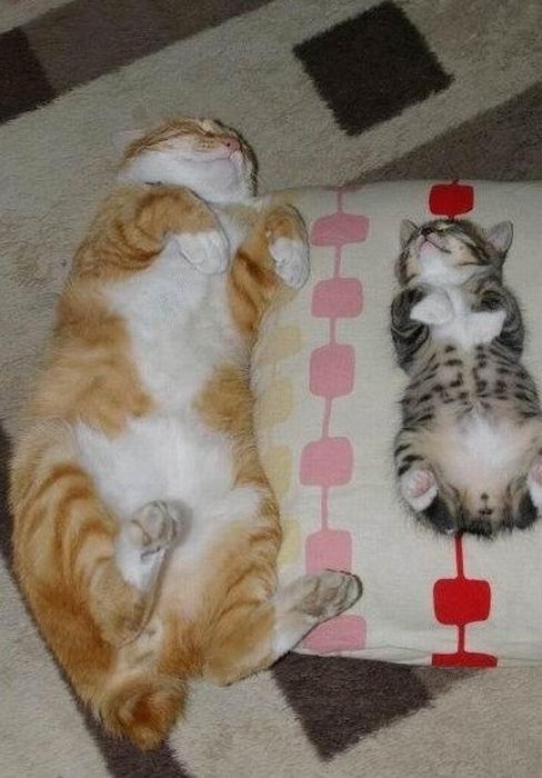 Funny Poses of Chillin' Cats (47 pics)