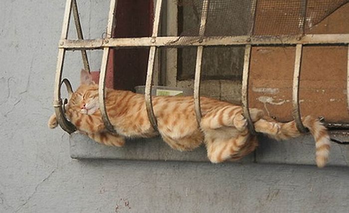 Funny Poses of Chillin' Cats (47 pics)