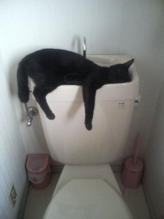 Funny Poses of Chillin' Cats (47 pics)