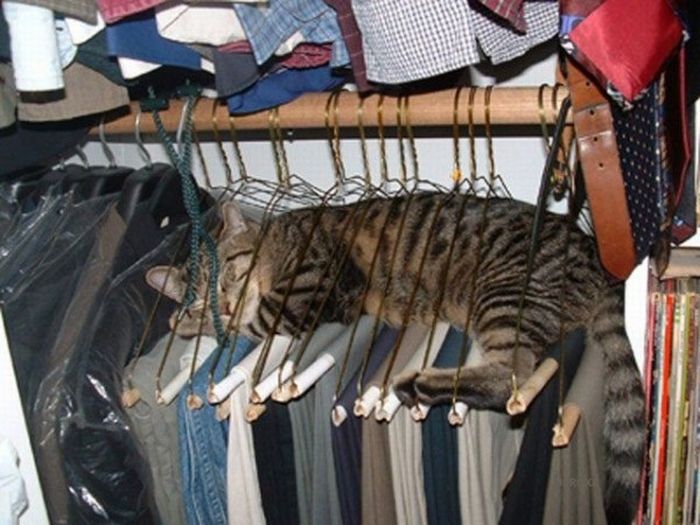 Funny Poses of Chillin' Cats (47 pics)