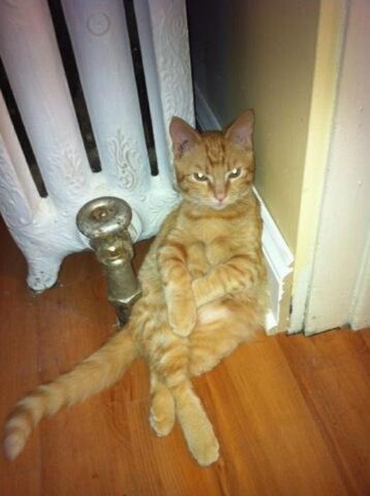 Funny Poses of Chillin' Cats (47 pics)