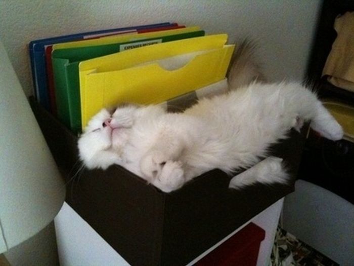 Funny Poses of Chillin' Cats (47 pics)