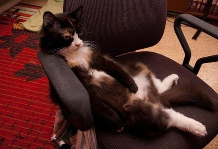 Funny Poses of Chillin' Cats (47 pics)