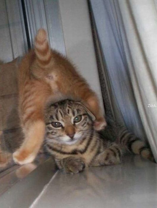 Funny Poses of Chillin' Cats (47 pics)