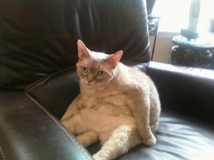 Funny Poses of Chillin' Cats (47 pics)