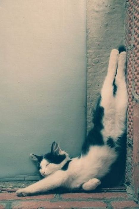 Funny Poses of Chillin' Cats (47 pics)