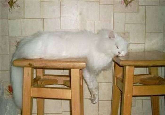 Funny Poses of Chillin' Cats (47 pics)