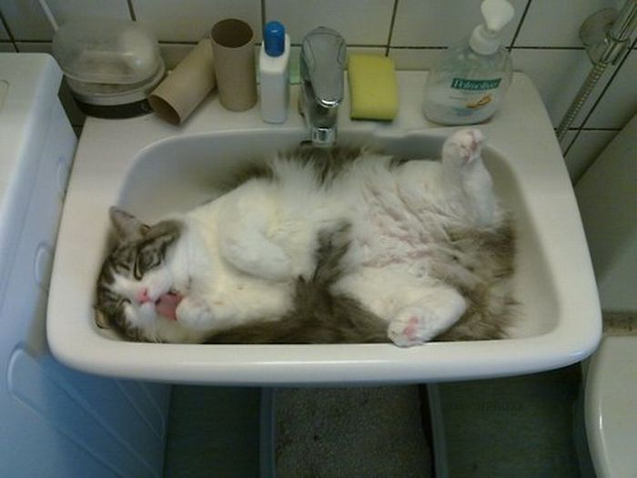 Funny Poses of Chillin' Cats (47 pics)