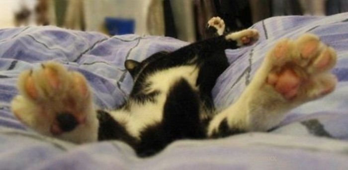 Funny Poses of Chillin' Cats (47 pics)