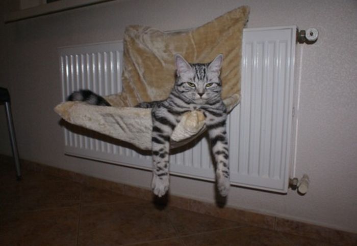 Funny Poses of Chillin' Cats (47 pics)