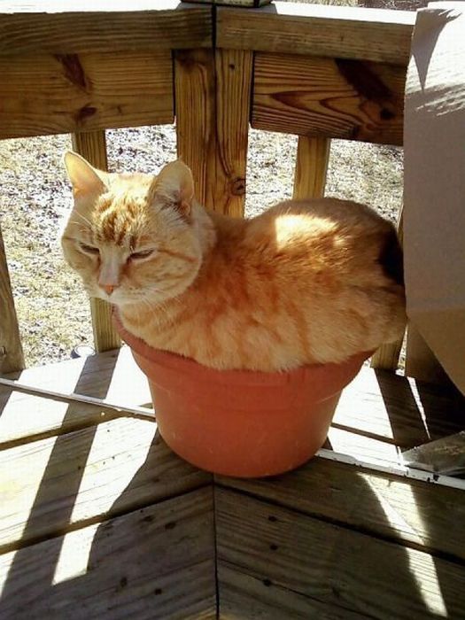 Funny Poses of Chillin' Cats (47 pics)