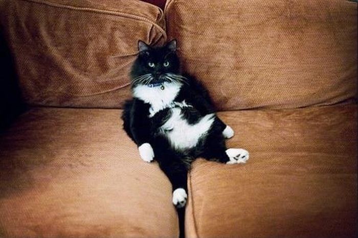 Funny Poses of Chillin' Cats (47 pics)