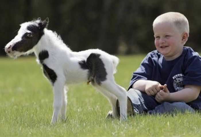 The World's Smallest Minihorse (25 pics)