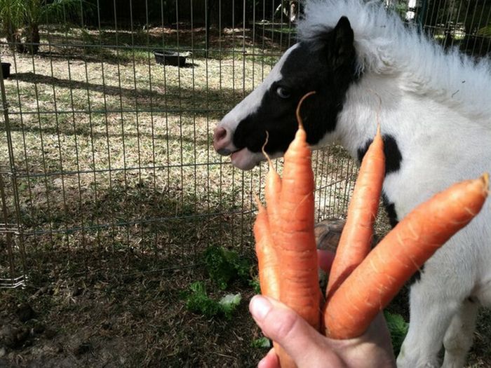 The World's Smallest Minihorse (25 pics)