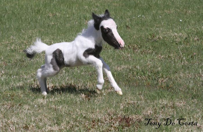 The World's Smallest Minihorse (25 pics)