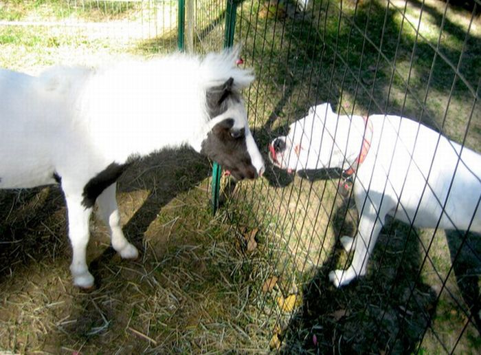 The World's Smallest Minihorse (25 pics)