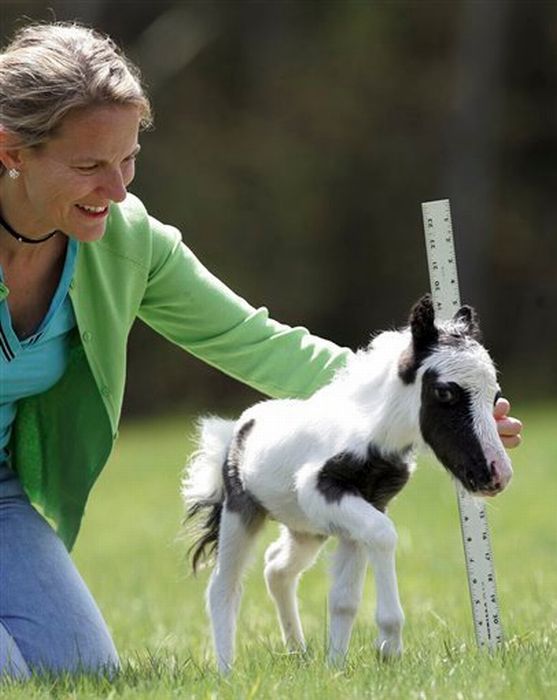 The World's Smallest Minihorse (25 pics)